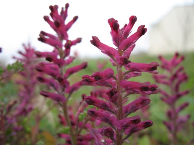 Fleurs de Fumeterre 2